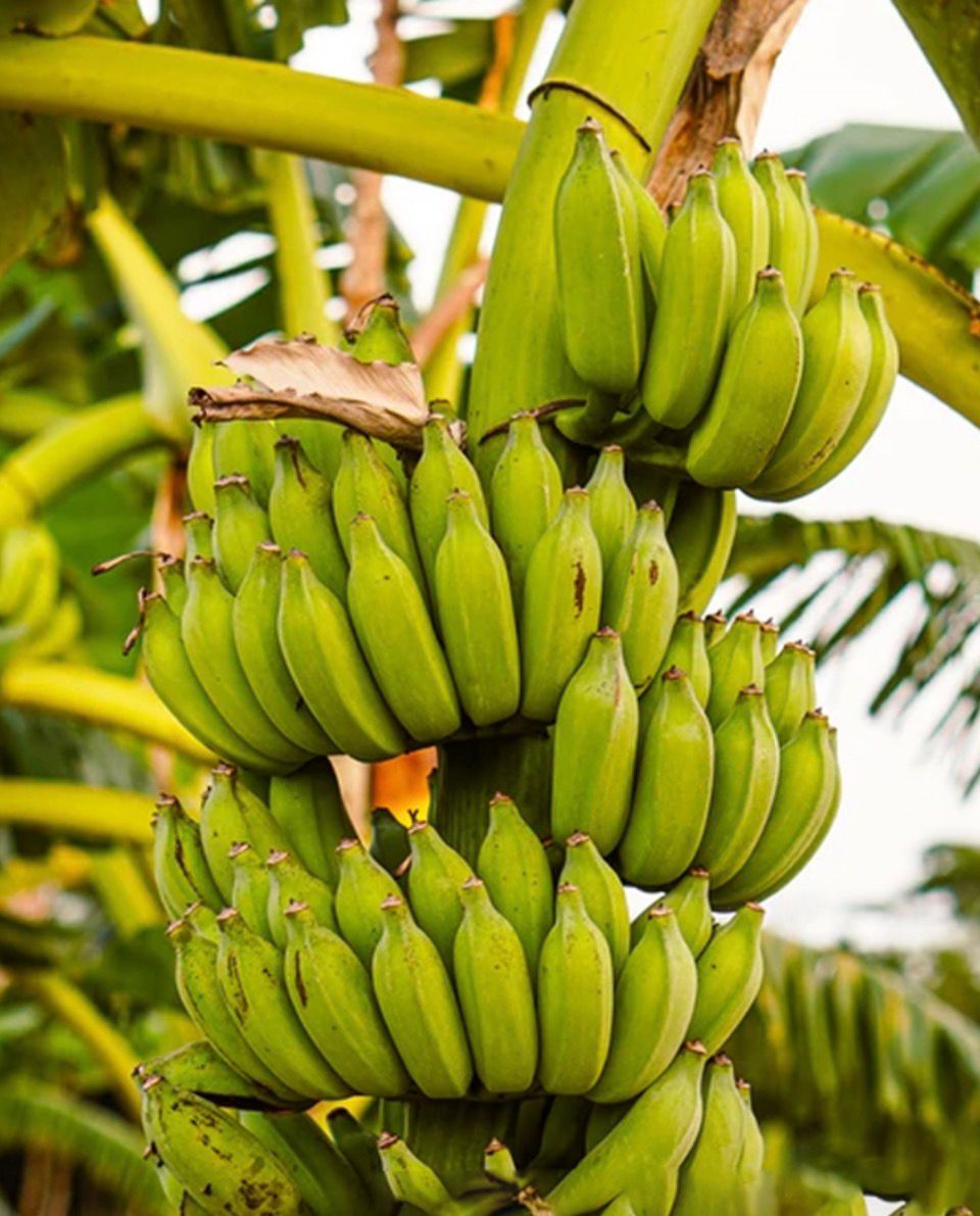 موز أخضر